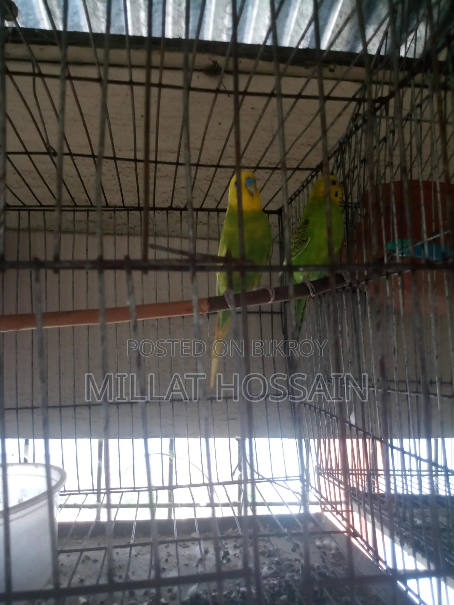 2 Pairs of Budgie Birds