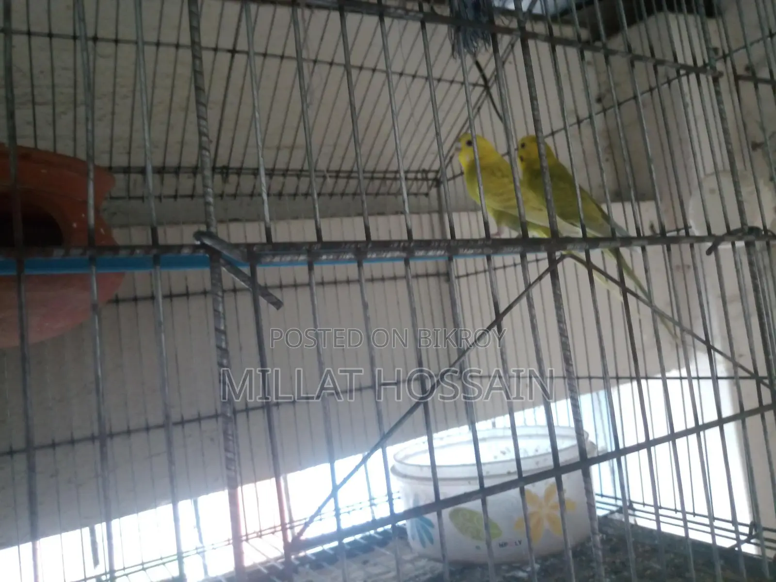 2 Pairs of Budgie Birds