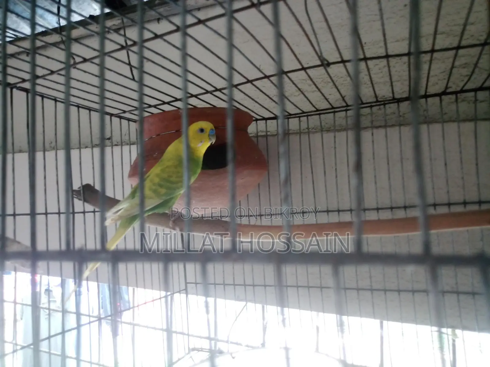 2 Pairs of Budgie Birds
