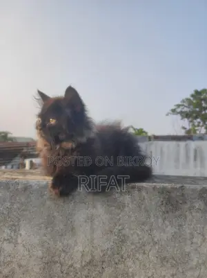 বিশুদ্ধ পার্সিয়ান ফিমেল বিড়ালছানা