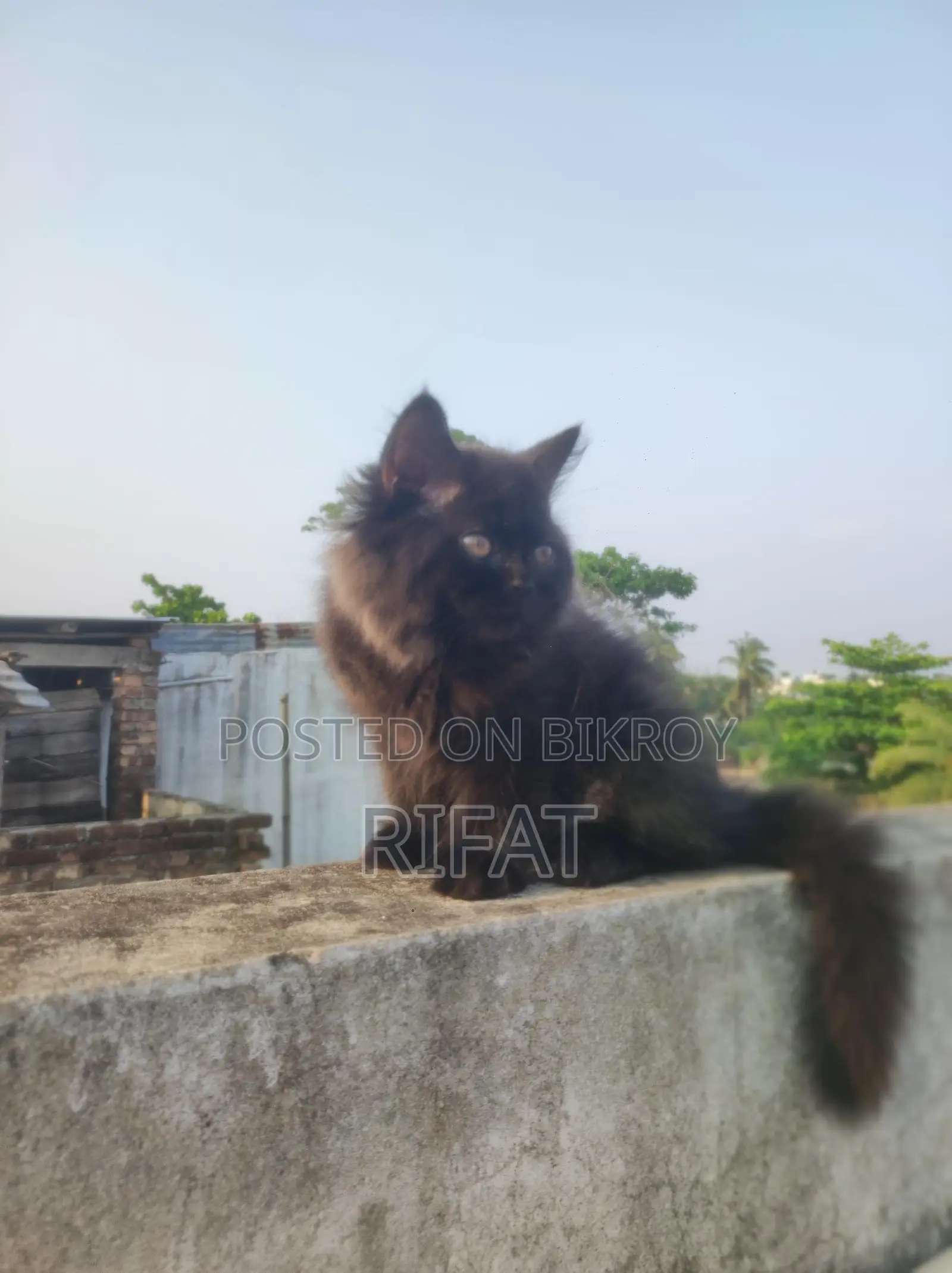 বিশুদ্ধ পার্সিয়ান ফিমেল বিড়ালছানা