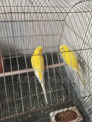 Budgie Birds with Eggs