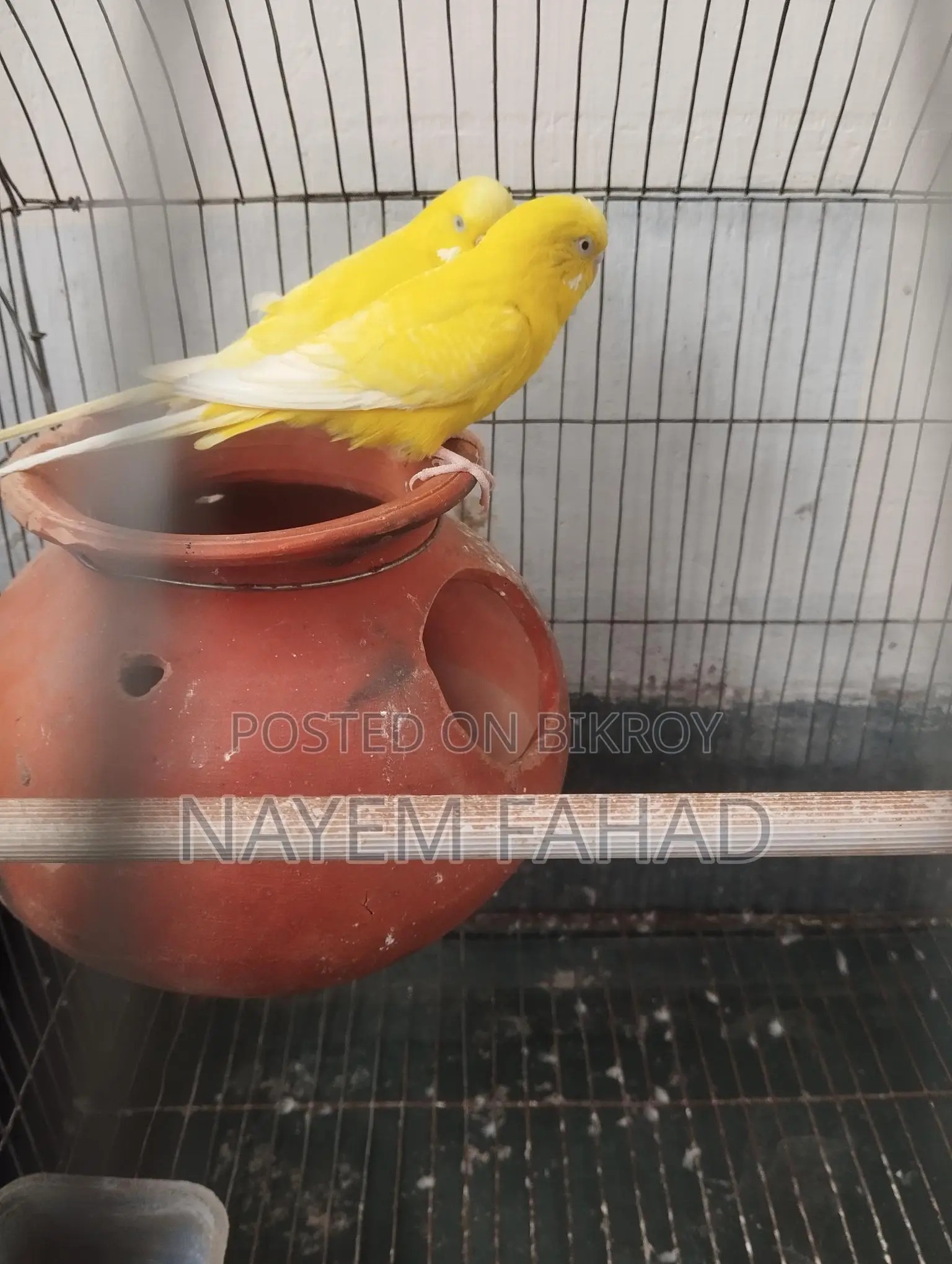 Budgie Birds with Eggs