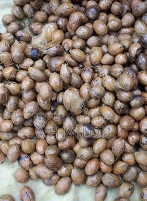 Matu Goa (Betel Nut) for Sale
