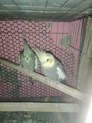 Cockatiel Birds with Chick