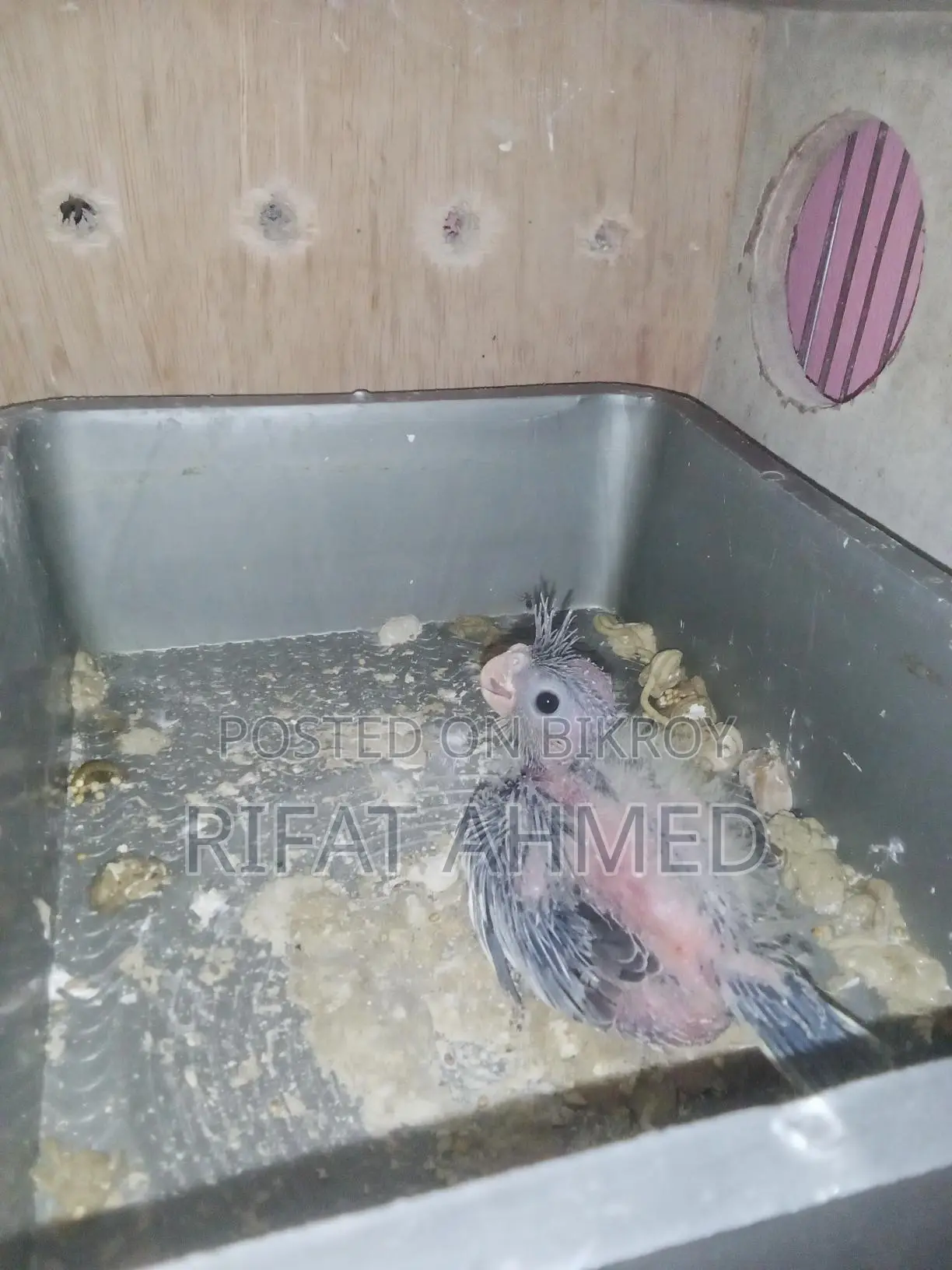 Cockatiel Birds with Chick