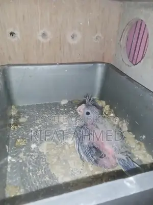 Cockatiel Birds with Chick