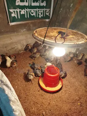 Misri Fami, Brahma Silkie Chicks