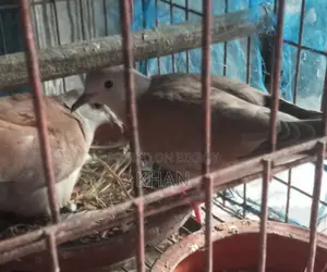 Active Dove Birds