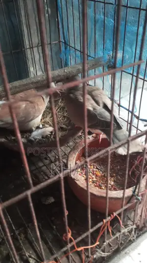 Active Dove Birds