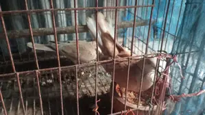 Active Dove Birds