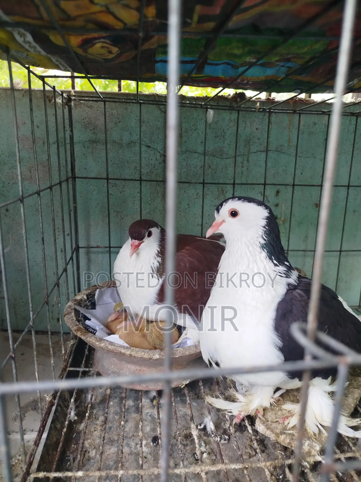 Siraji Pigeons