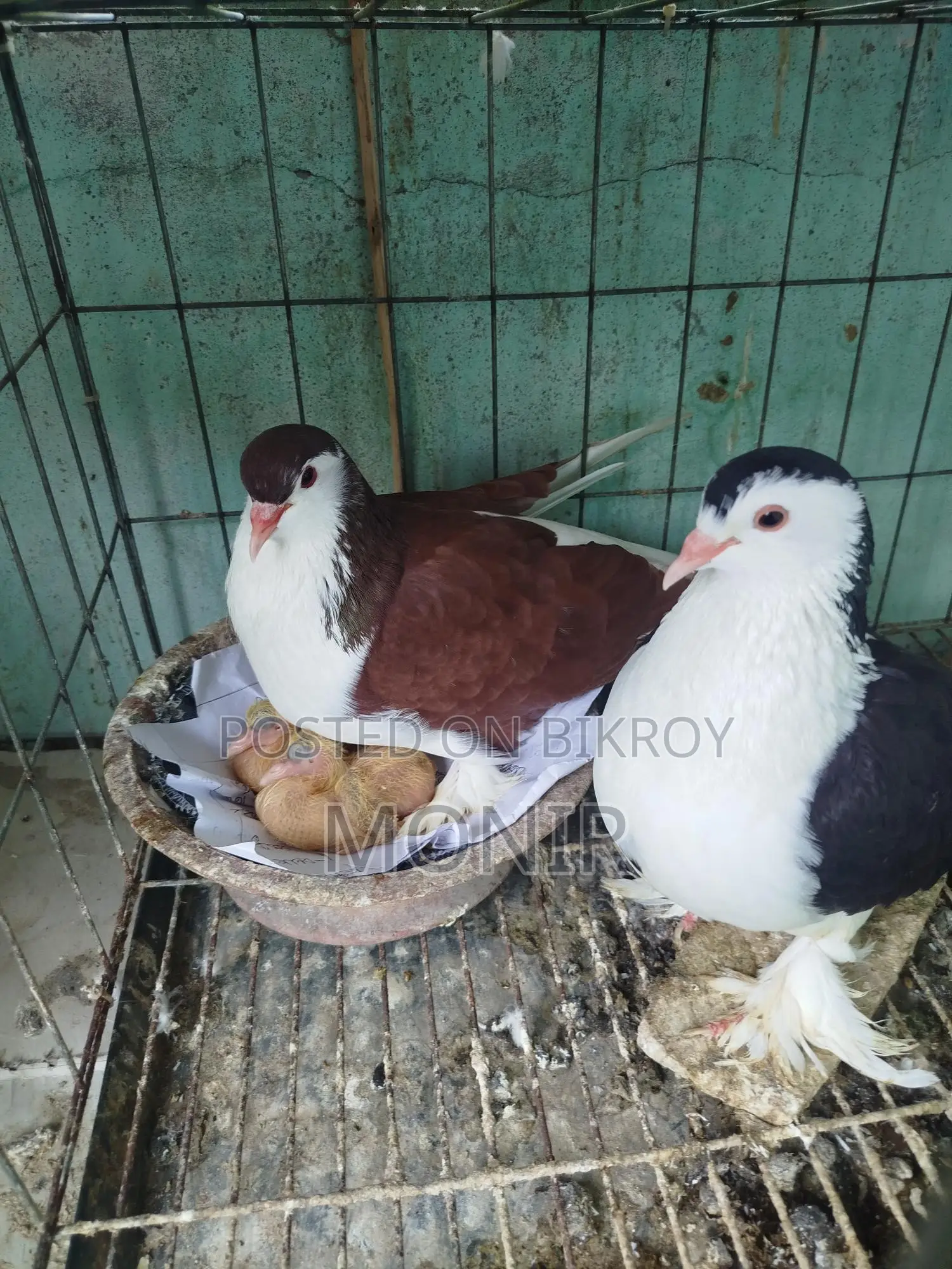 Siraji Pigeons