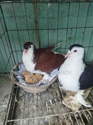 Siraji Pigeons