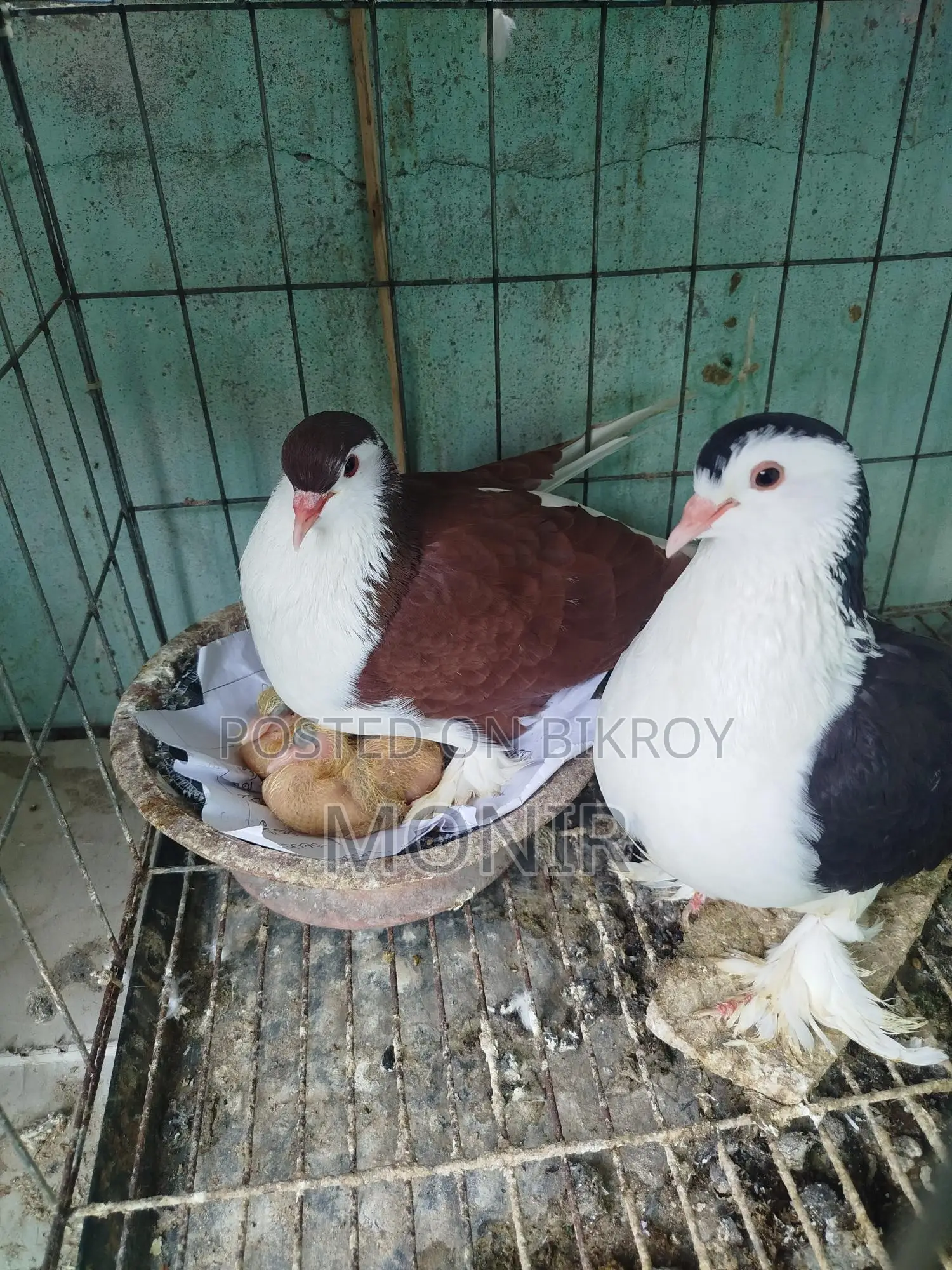 Siraji Pigeons