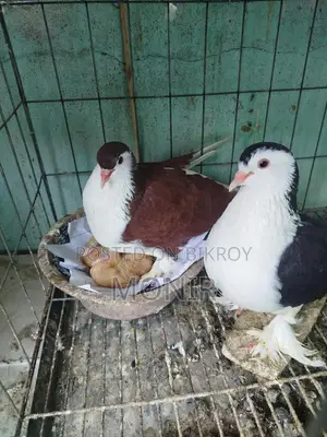 Siraji Pigeons