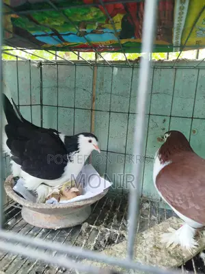 Siraji Pigeons