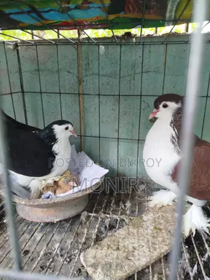 Siraji Pigeons