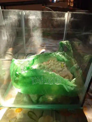 একুরিয়াম