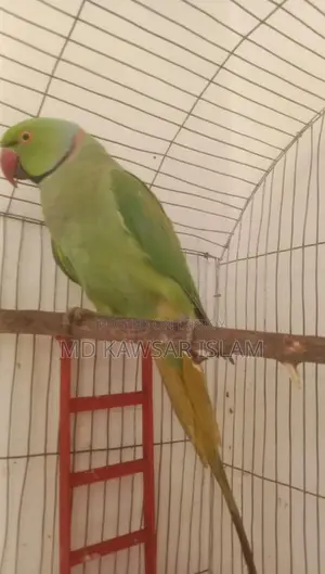 A running Indian Ringneck parrot for sale
