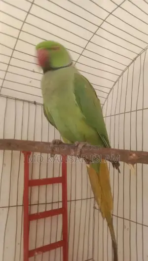 একটা রানিং ইন্ডিয়ান রিং নেক টিয়া পাখি বিক্রি হবে