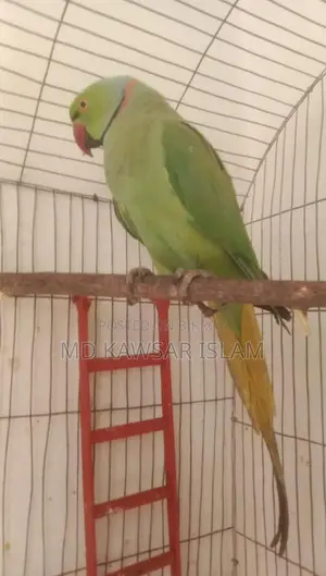 একটা রানিং ইন্ডিয়ান রিং নেক টিয়া পাখি বিক্রি হবে