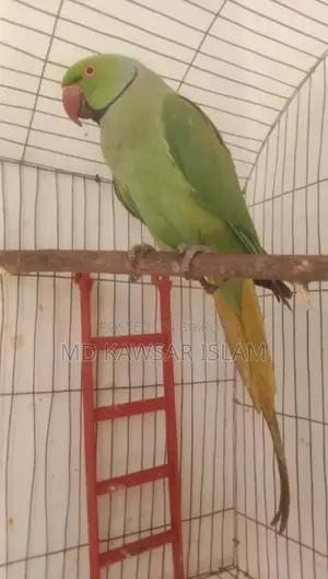 একটা রানিং ইন্ডিয়ান রিং নেক টিয়া পাখি বিক্রি হবে