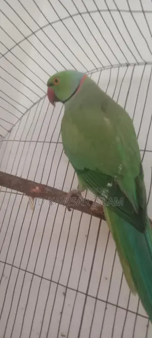 একটা রানিং ইন্ডিয়ান রিং নেক টিয়া পাখি বিক্রি হবে