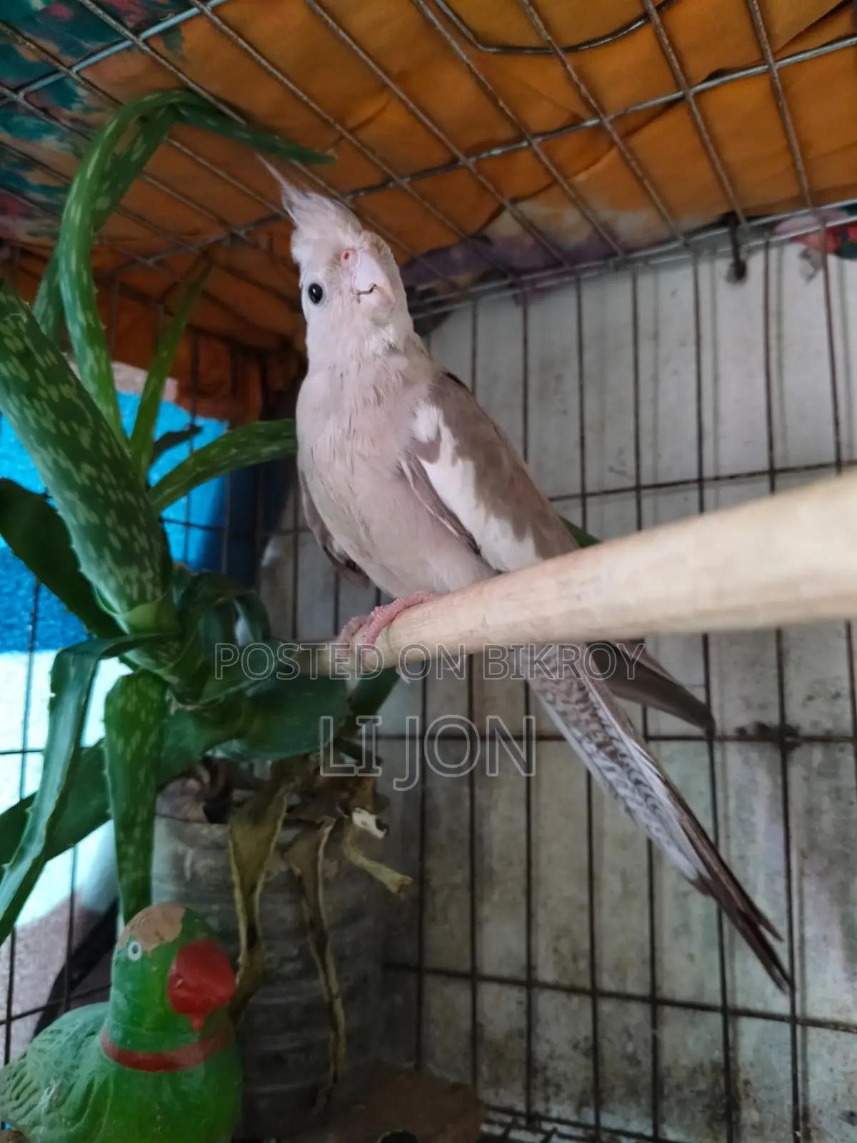 Cinnamon Pied Cockatiel Female For Sale