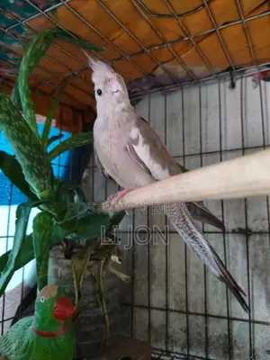 Cinnamon Pied Cockatiel Female For Sale