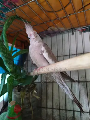 Cinnamon Pied Cockatiel Female For Sale