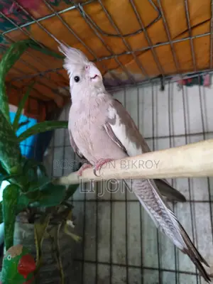 Cinnamon Pied Cockatiel Female For Sale
