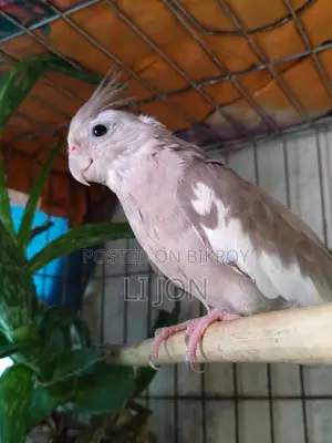 Cinnamon Pied Cockatiel Female For Sale