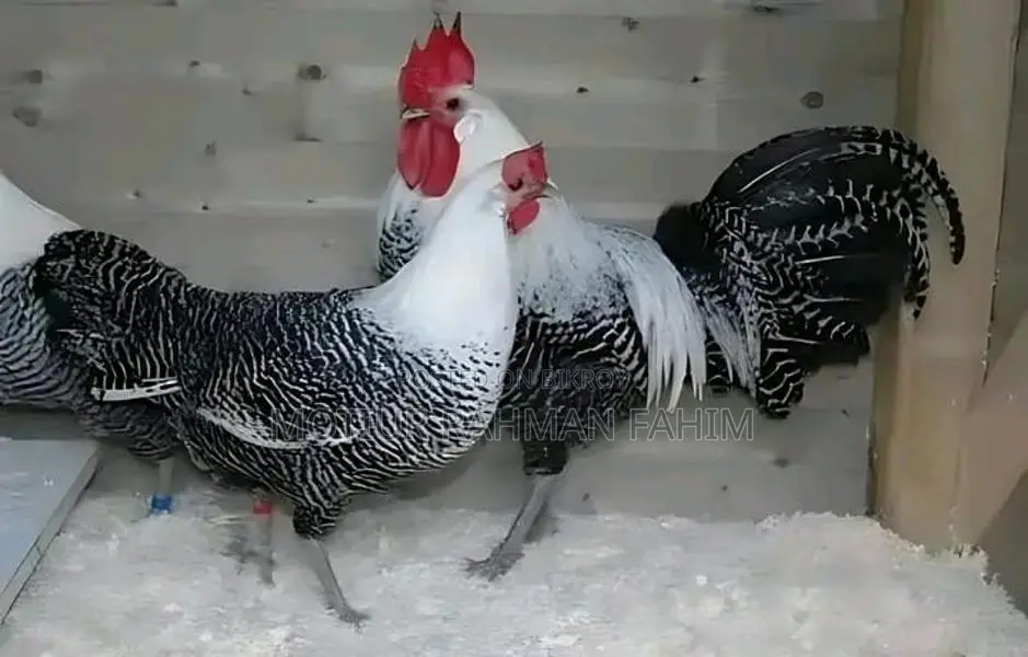 Mishri Fami Rooster and Hen