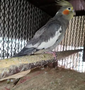 Running female cockatiel for sale.