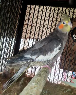 Running female cockatiel for sale.