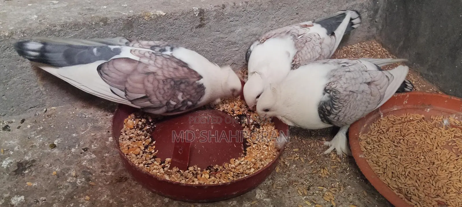 ঝরনা সার্টেন কবুতর দুইটা নারী একটা নর তিন ওটাই বিক্রয় করা হবে
