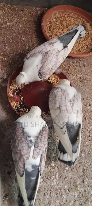 ঝরনা সার্টেন কবুতর দুইটা নারী একটা নর তিন ওটাই বিক্রয় করা হবে
