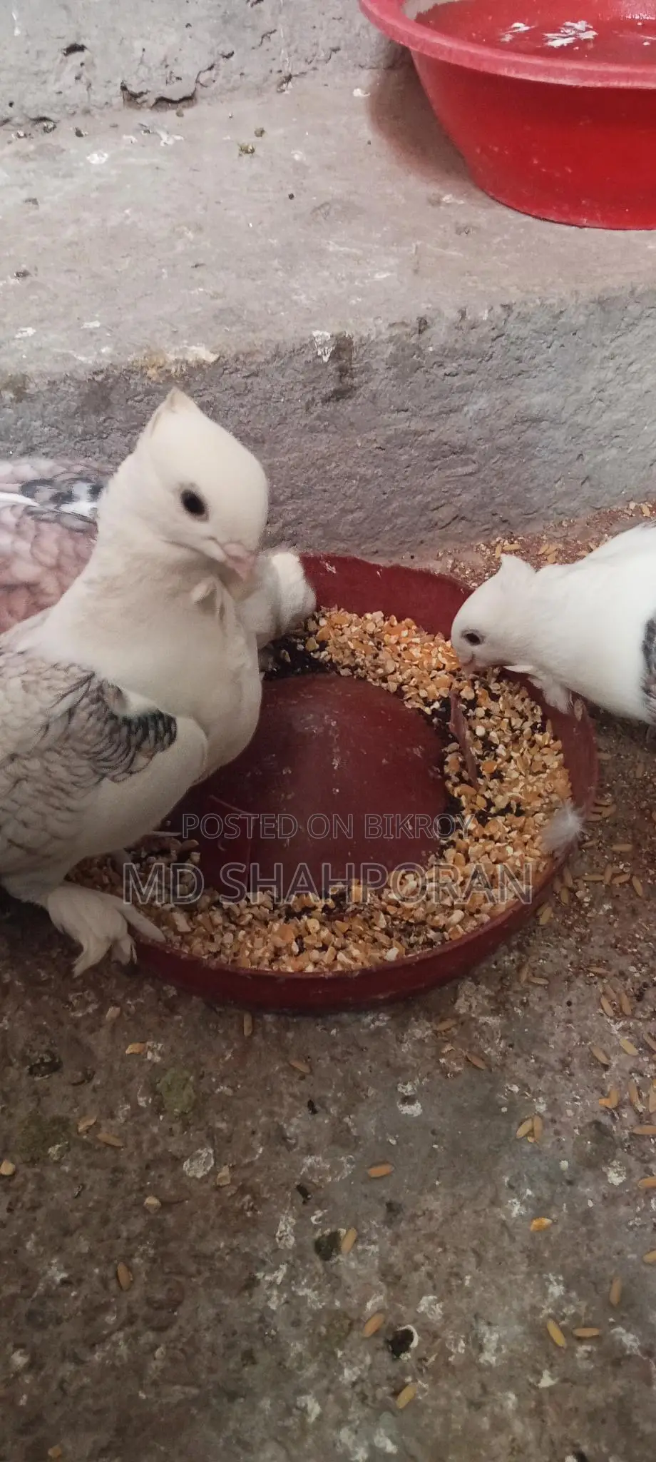 ঝরনা সার্টেন কবুতর দুইটা নারী একটা নর তিন ওটাই বিক্রয় করা হবে