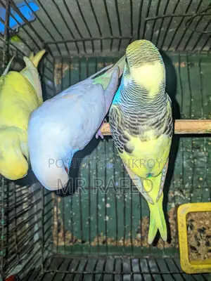 Red Eye Budgie and Pied