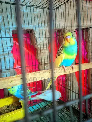 Red Eye Budgie and Pied