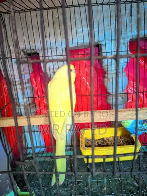 Red Eye Budgie and Pied