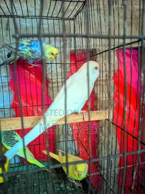 Red Eye Budgie and Pied