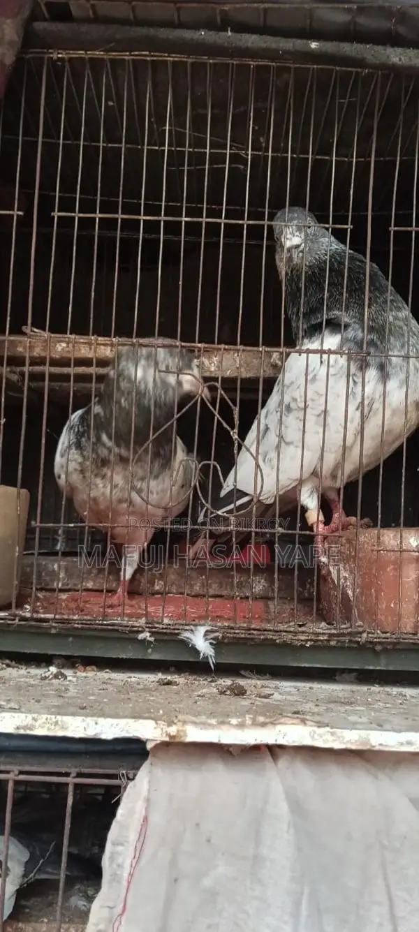 Pigeon