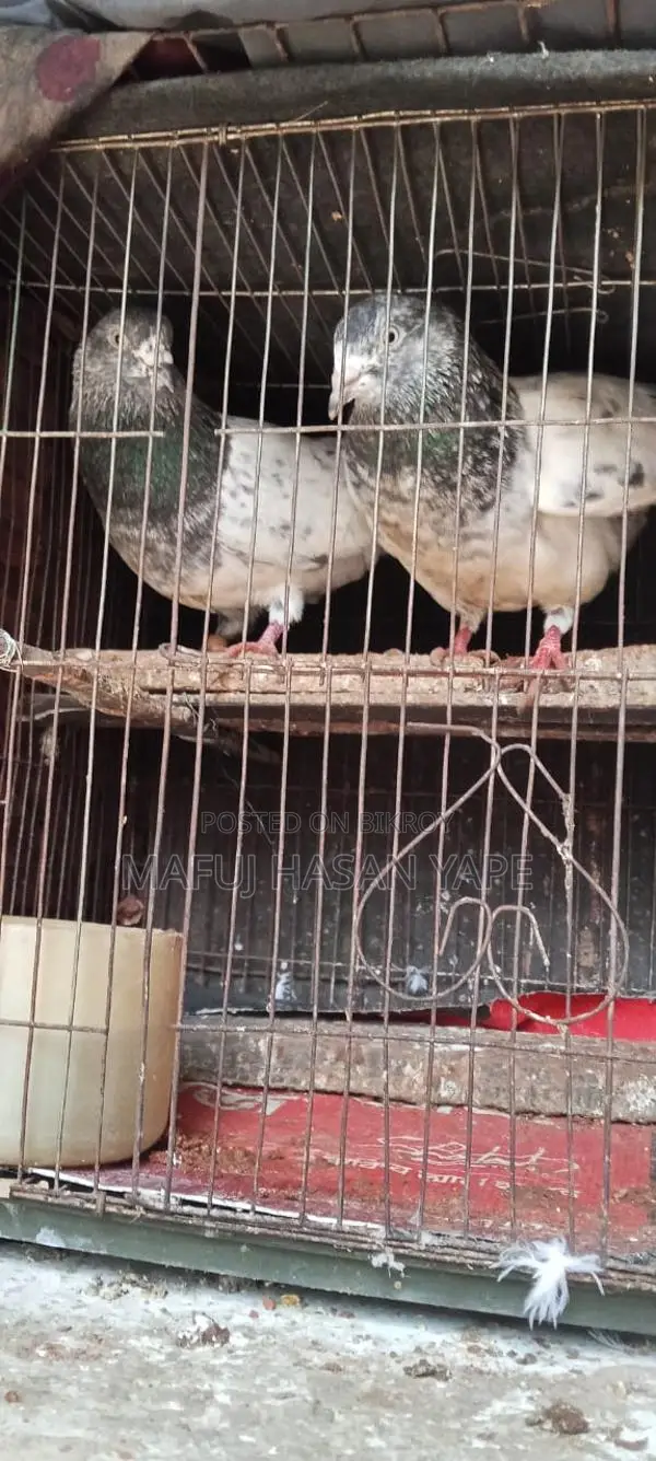 Pigeon