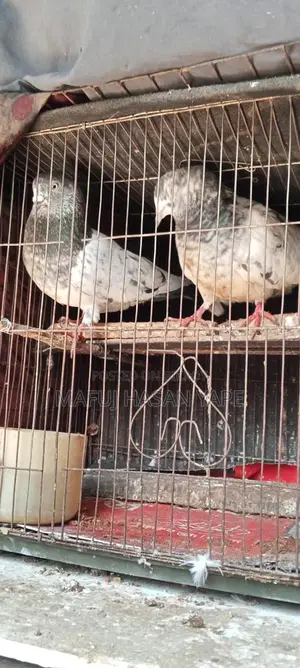 Pigeon