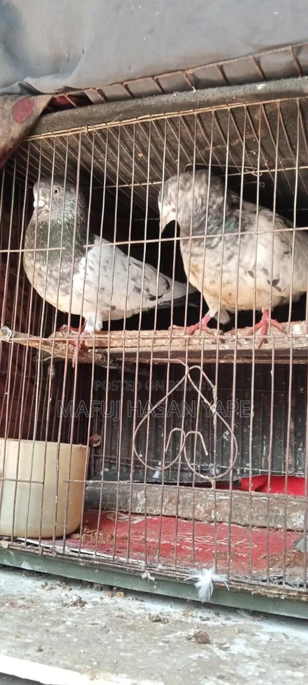 Pigeon