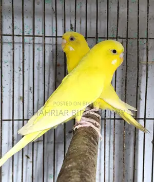Lutino Budgie Bird