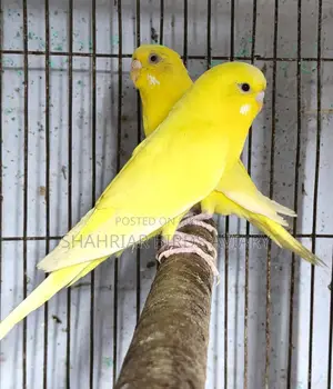 Lutino Budgie Bird