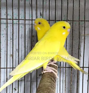 Lutino Budgie Bird